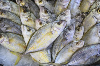 Red Sea Fish, Fish Market in Hurghada, Egypt, Africa