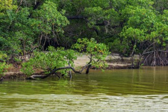 Small beach hidden between the mangrove vegetation and the river waters on the coast of Bahia Serra