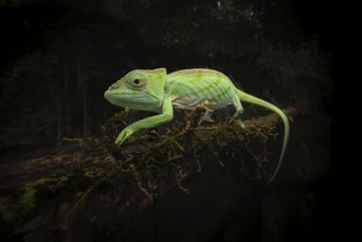 Juwenile chameleon (Calumma p. cristifer) in the rainforests of Andasibe National Park in eastern