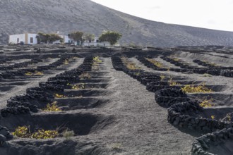 Viticulture, A modern farmhouse stands quietly in a unique volcanic landscape with stone borders