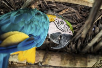 Blue and yellow macaw (Ara ararauna), Aviario Nacional de Colombia, Via Baru, Province of