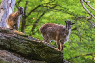 Two female Himalayan grays (Hemitragus jemlahicus) are standing on a rock in a green forest