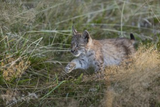 One young (10 weeks old) male Eurasian lynx, (Lynx lynx), walking through tall grass