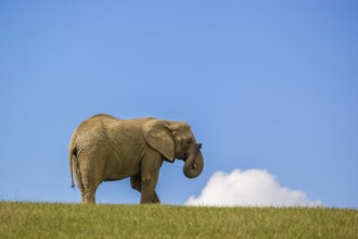 An adult female African elephant (Loxodonta africana) stands on a meadow with tall grass, eating it