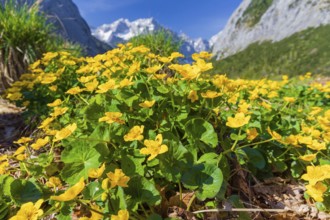 Caltha palustris, marsh-marigold or kingcup growing at the Nature conservancy area Grosser