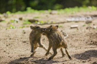 Two Wild boar (Sus scrofa) piglets play on a clearing