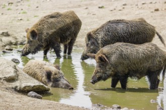 A wild boar (Sus scrofa) takes a mud bath in a small pond. Three others stand in the pond and drink