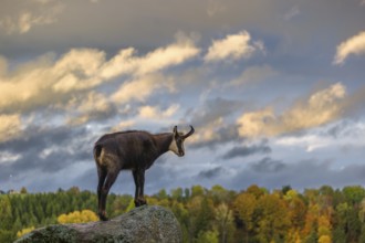 An adult chamois (Rupicapra rupicapra) stands on a rock in low light and overlooks its territory.