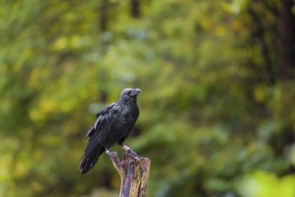 A Common Raven (Corvus corax) sitting on the roots of a fallen tree. In the background you can see