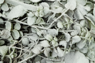 Leaves and grass covered with hoarfrost. Abstract floral background, garden and winter concept.