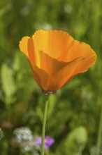 California poppy (Eschscholzia californica), Münsterland, North Rhine-Westphalia, Germany, Europe