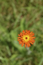 Orange hawkweed, orange-red hawkweed (Hieracium aurantiacum), flower on a rough meadow, close-up,