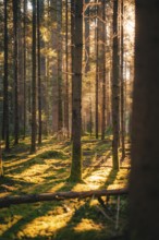 Long shadows cast by trees traverse the moss-covered forest floor, illuminated by the morning sun,