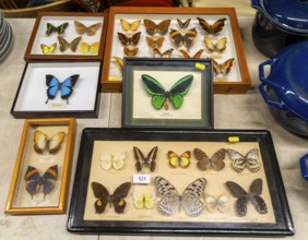 Mounted tropical butterflies in display cases