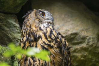 Eurasian Eagle-owl (Bubo bubo) portrait, captive, Bavarian Forest National Park, Bavaria, Germany,