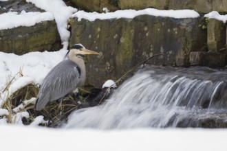 A grey heron (Ardea cinerea) stands at the edge of a small waterfall surrounded by snow, Hesse,