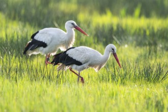 White storks (Ciconia ciconia) foraging in a meadow, Lower Saxony, Germany, Europe