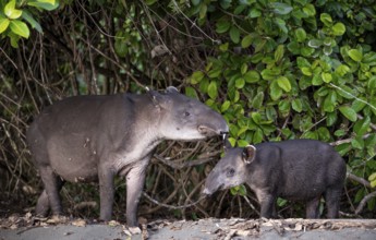 Baird's tapir (Tapirus bairdii), mother and young, looking into the camera, in the rainforest,