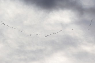 Cranes in the sky, September, Mecklenburg-Western Pomerania, Germany, Europe