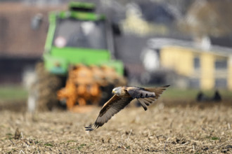 Red Kite, Red Kite, Montagu's Harrier, Montagu's Harrier (Milvus milvus), in flight over farmland,