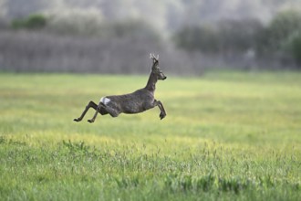 Roe deer (Capreolus capreolus), roebuck jumping, on the run, Lake Neusiedl National Park, Seewinkel