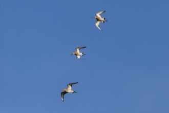 Black-tailed Godwit (Limosa limosa), three adult birds in flight displaying over breeding