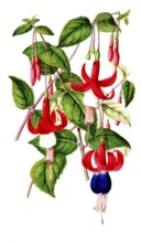 Various fuchsias, Fuchsia, species-rich genus in the evening primrose family, plant and flower,