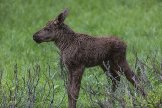 Moose (Alces alces) 10 days old calf with trees and green grass around