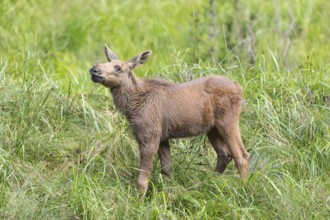 Moose (Alces alces) calf standing on a wet meadow. Green grass around