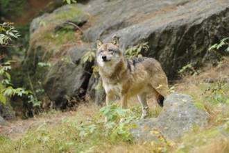 A wolf stands at attention on a rocky slope in the forest, Eurasian wolf (Canis lupus lupus),