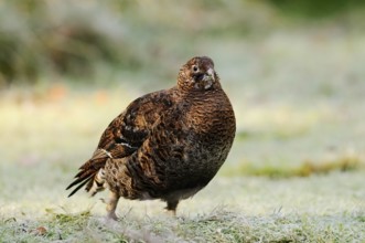 A brown bird stands on a dew-covered meadow, calm and peaceful, black grouse (Lyrurus tetrix),