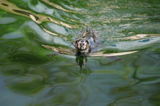 A penguin swimming on green water with movement and reflection in the surface, Humboldt Penguin