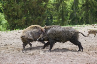 Two young wild boar or wild pig (Sus scrofa) fight on a clearing