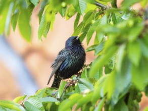 Common Starling, (Sturnus vulgaris), adult male, perched on a branch of a cherry tree in late