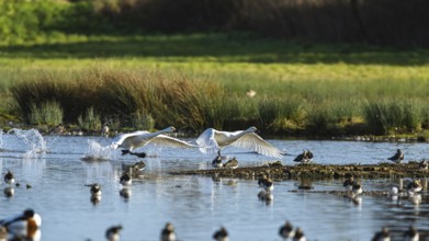 Tundra Swan, Bewick's Swan, Cygnus columbianus in flight at winter in Slimbridge, England, United