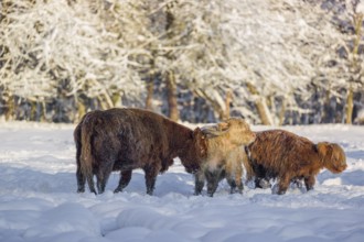 A highland cow (Bos primigenius taurus) and two calves stand at the edge of a forest on a