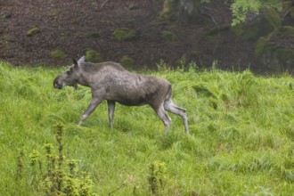 One adult male moose or elk, Alces alces, walking through tall fresh green grass