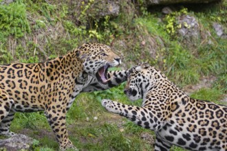 Two adult jaguars (Panthera onca) play fighting on a green meadow