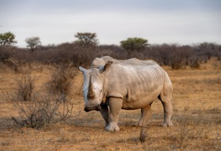 Southern white rhinoceros (Ceratotherium simum simum), rhino in the evening light, Khama Rhino