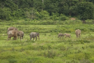 Indian elephants (Elephas maximus indicus) and gaur (Bos gaurus), Khiri Khan, Hua Hin, Kui Buri