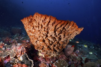 Barrel sponge, barrel sponge (Xestospongia testudinaria) in clear blue water, surrounded by diverse