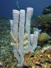 Towering pale purple big tube sponge (Haliclona (Reniera) fascigera) in the underwater landscape,