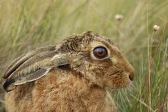 European brown hare (Lepus europaeus) adult animal in grassland, England, United Kingdom, Europe