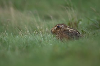 European brown hare (Lepus europaeus) adult animal resting in grassland in a rain storm, England,