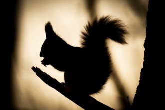 Squirrel (Sciurus vulgaris) sitting on a branch, silhouette, Baden-Württemberg