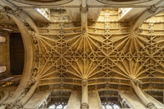 Ceiling vault of Christ Church College Cathedral, Oxford, Oxfordshire, England, Great Britain