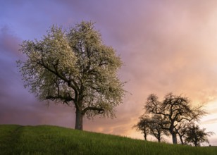 White blossoming fruit trees in a meadow in spring. Colourful clouds and sunset. Rhine-Neckar