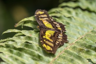 Malachite butterfly (Siproeta stelenes) (Metamorpha stelenes), butterfly sitting on a leaf,