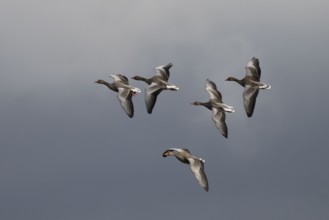 Greylag goose (Anser anser) formation in flight, North Rhine-Westphalia, Germany, Europe