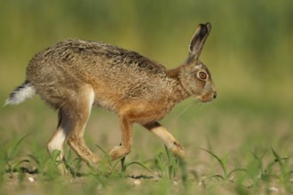 European brown hare (Lepus europaeus) adult animal running in a farmland maize crop in summer,